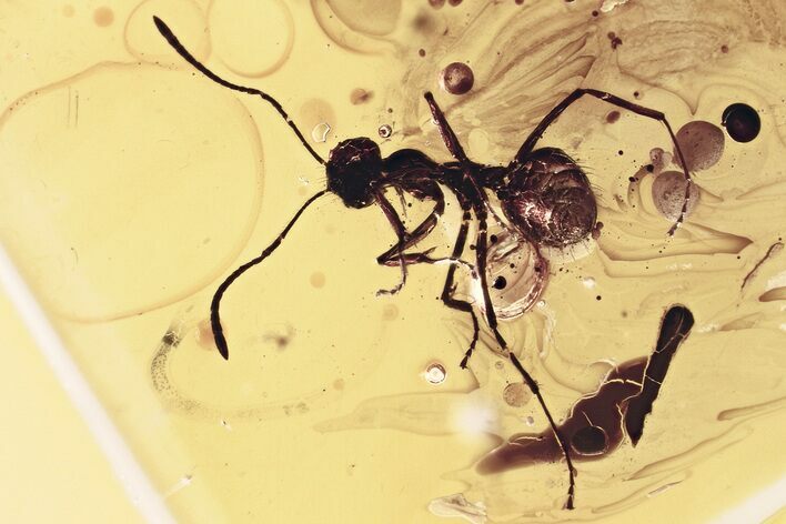 Detailed Fossil Ant (Formicidae) In Baltic Amber #315339